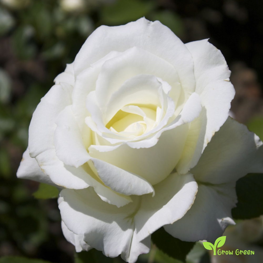 10 seeds of White Rose - ROSA + 5 seeds of Sunflower