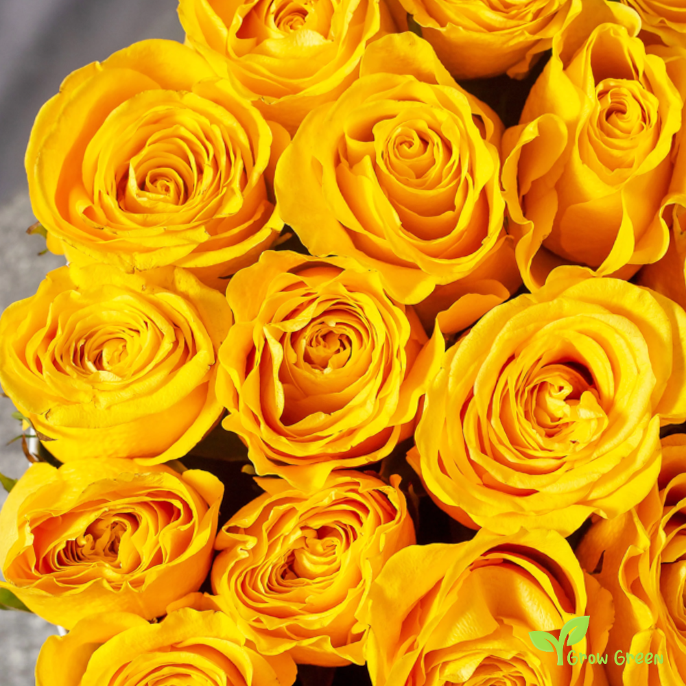 10 seeds of Yellow Rose - ROSA + 5 seeds of Sunflower