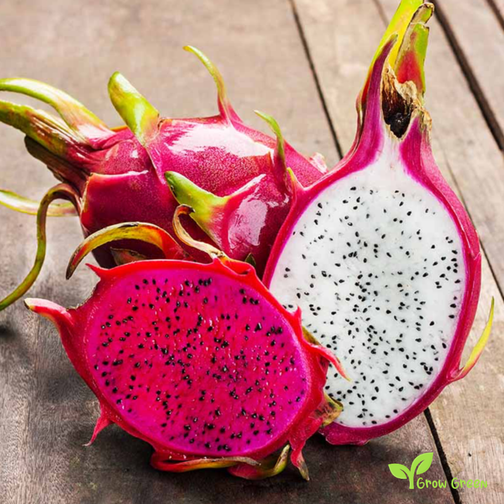10 seeds Red Dragon Fruit HYLOCEREUS UNDATUS White Fleshed Pitahaya + 5 seeds Sunflower