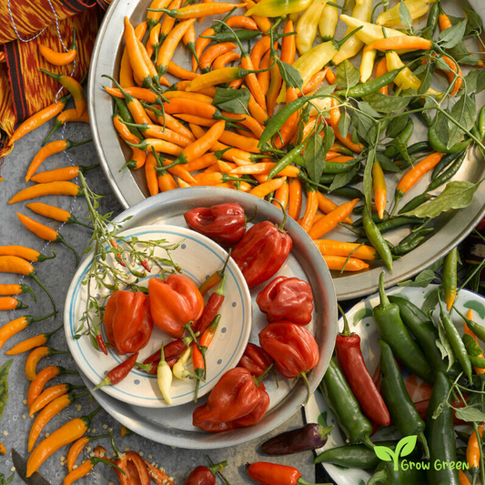 50 seeds Chilli Pepper HOT Mixed Random Variety - CAPSICUM + 5 seeds Sunflower