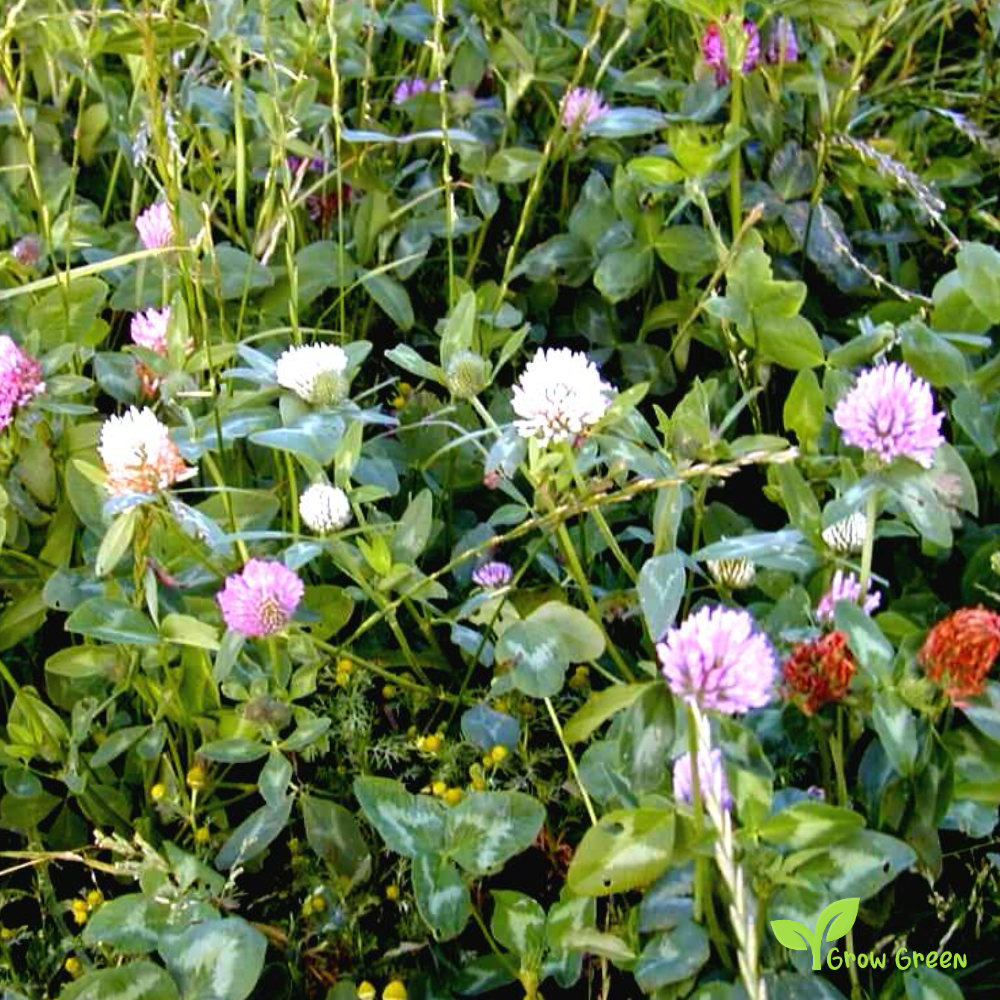100 seeds Clover - Mix TRIFOLIUM Repens (White) & Pratense (Red) + 5 Sunflower