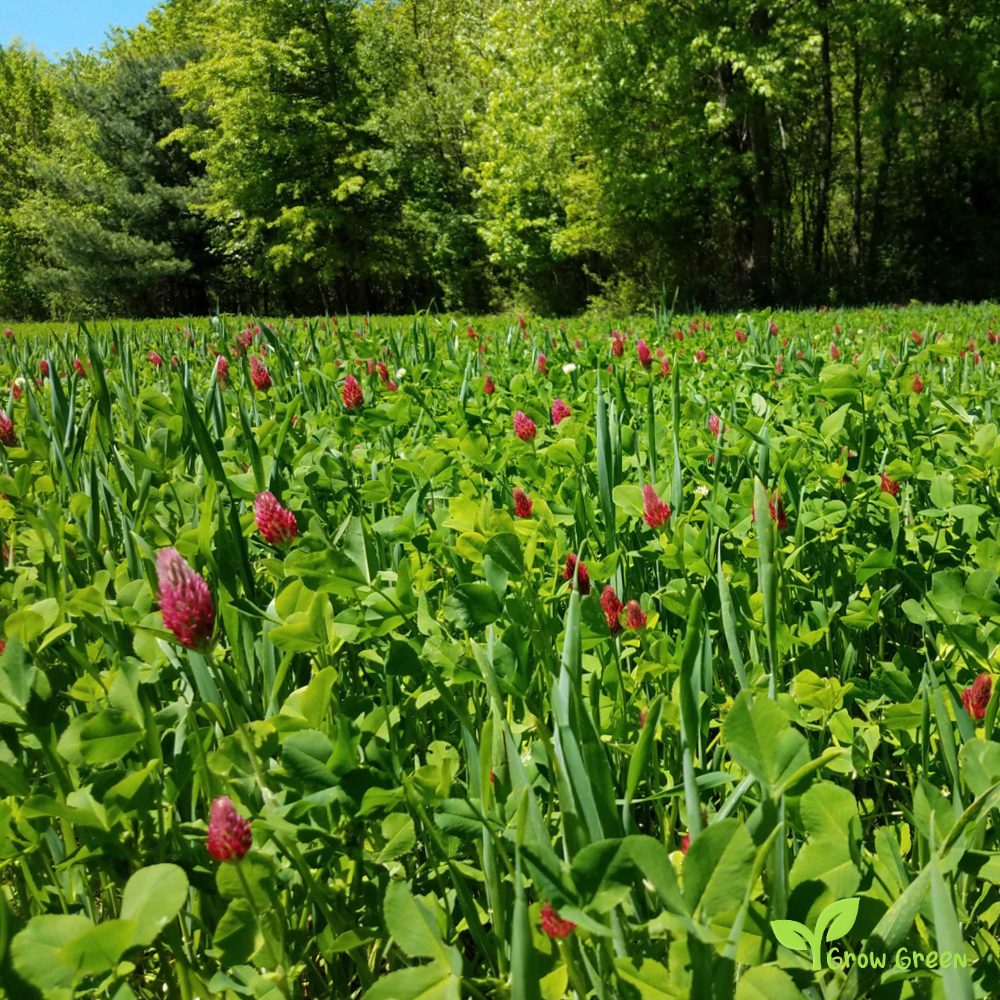 100 seeds Clover - Mix TRIFOLIUM Repens (White) & Pratense (Red) + 5 Sunflower