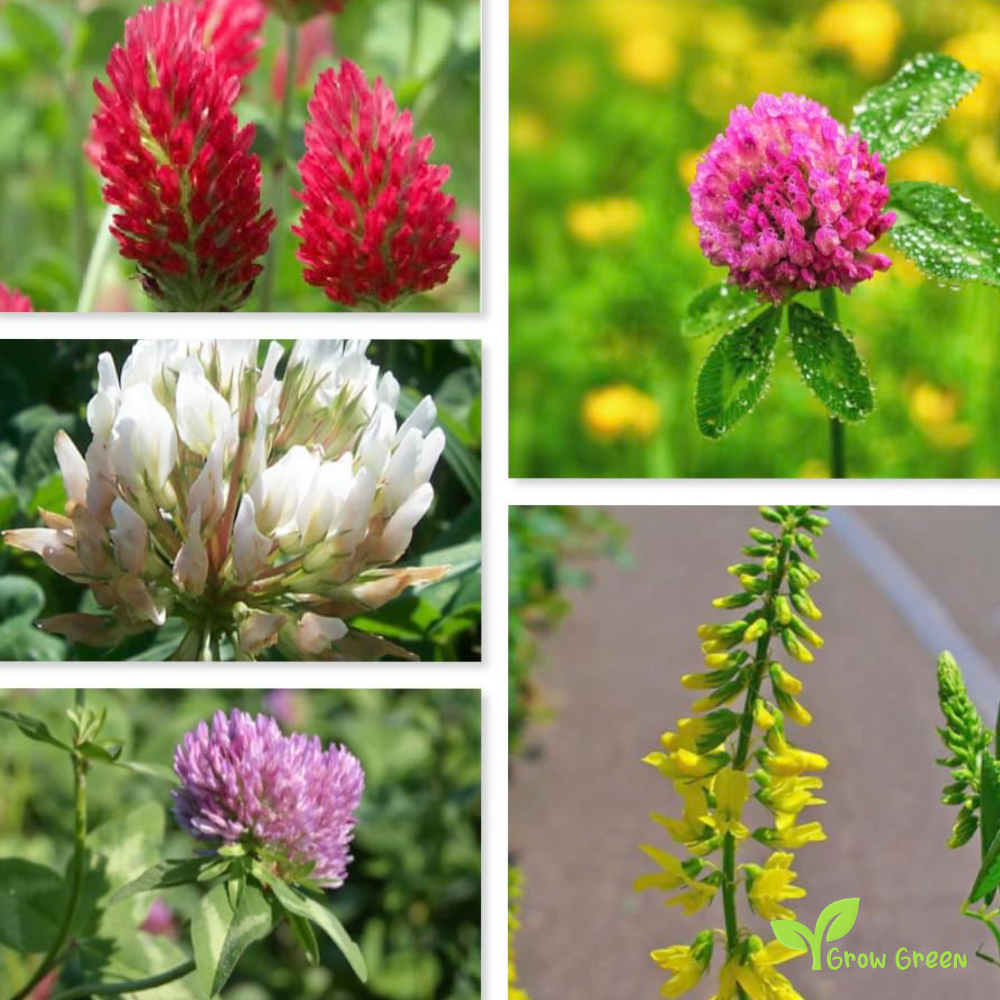 100 seeds Clover - Mix TRIFOLIUM Repens (White) & Pratense (Red) + 5 Sunflower