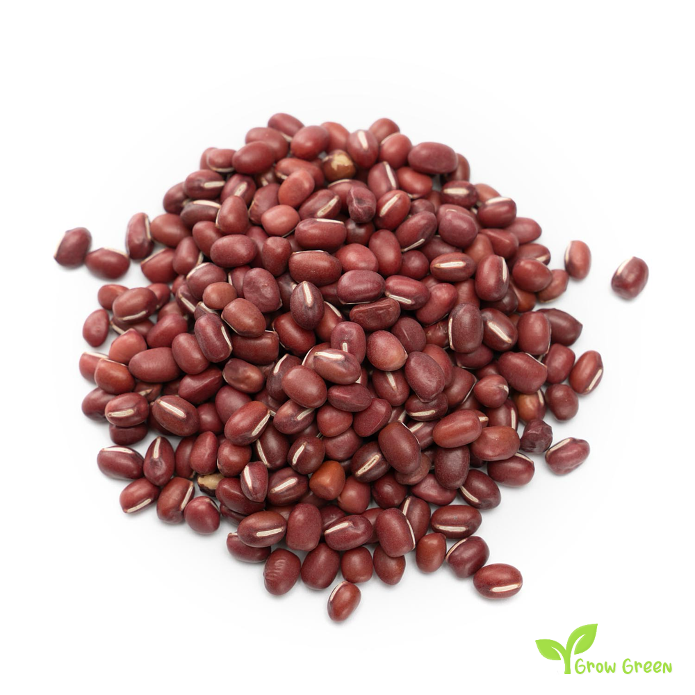 100 seeds of Adzuki Bean - VIGNA ANGULARIS - Red Mung + GIFT 5 seeds Sunflower