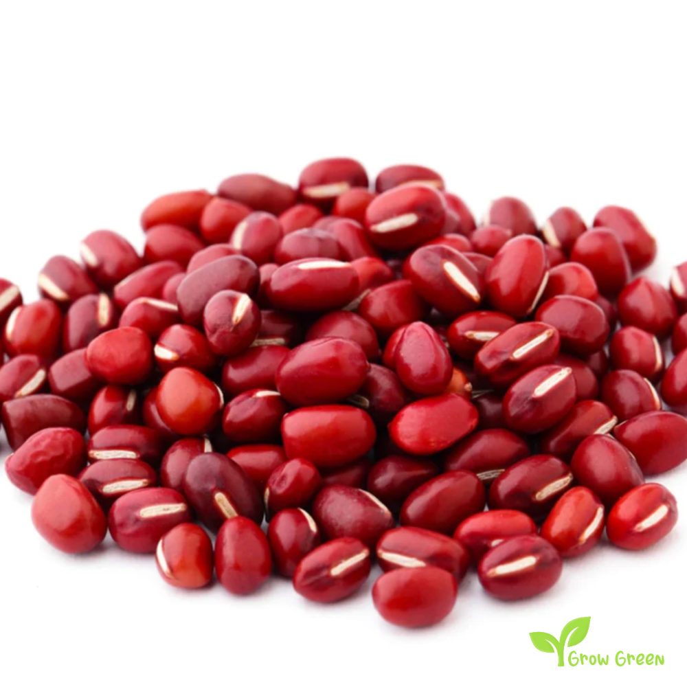 100 seeds of Adzuki Bean - VIGNA ANGULARIS - Red Mung + GIFT 5 seeds Sunflower