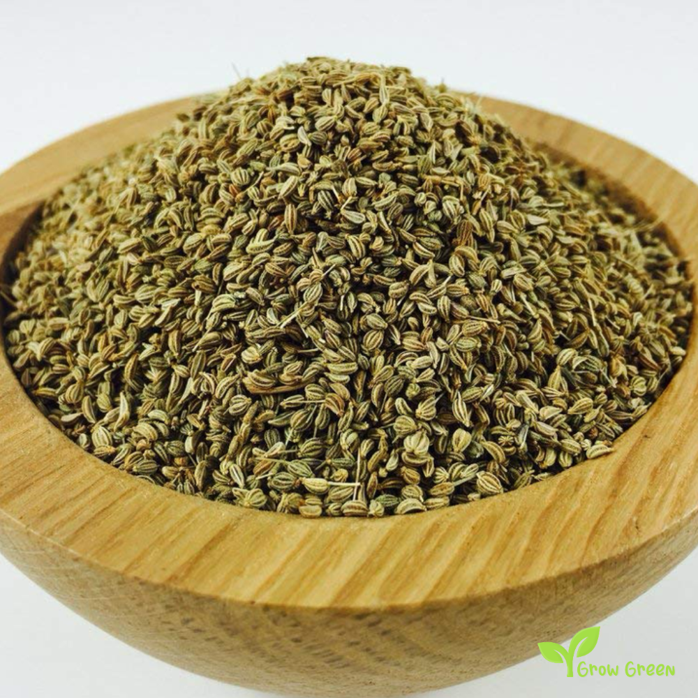 100 seeds of Ajwain - TRACHYSPERMUM AMMI - Carom + GIFT 5 seeds Sunflower