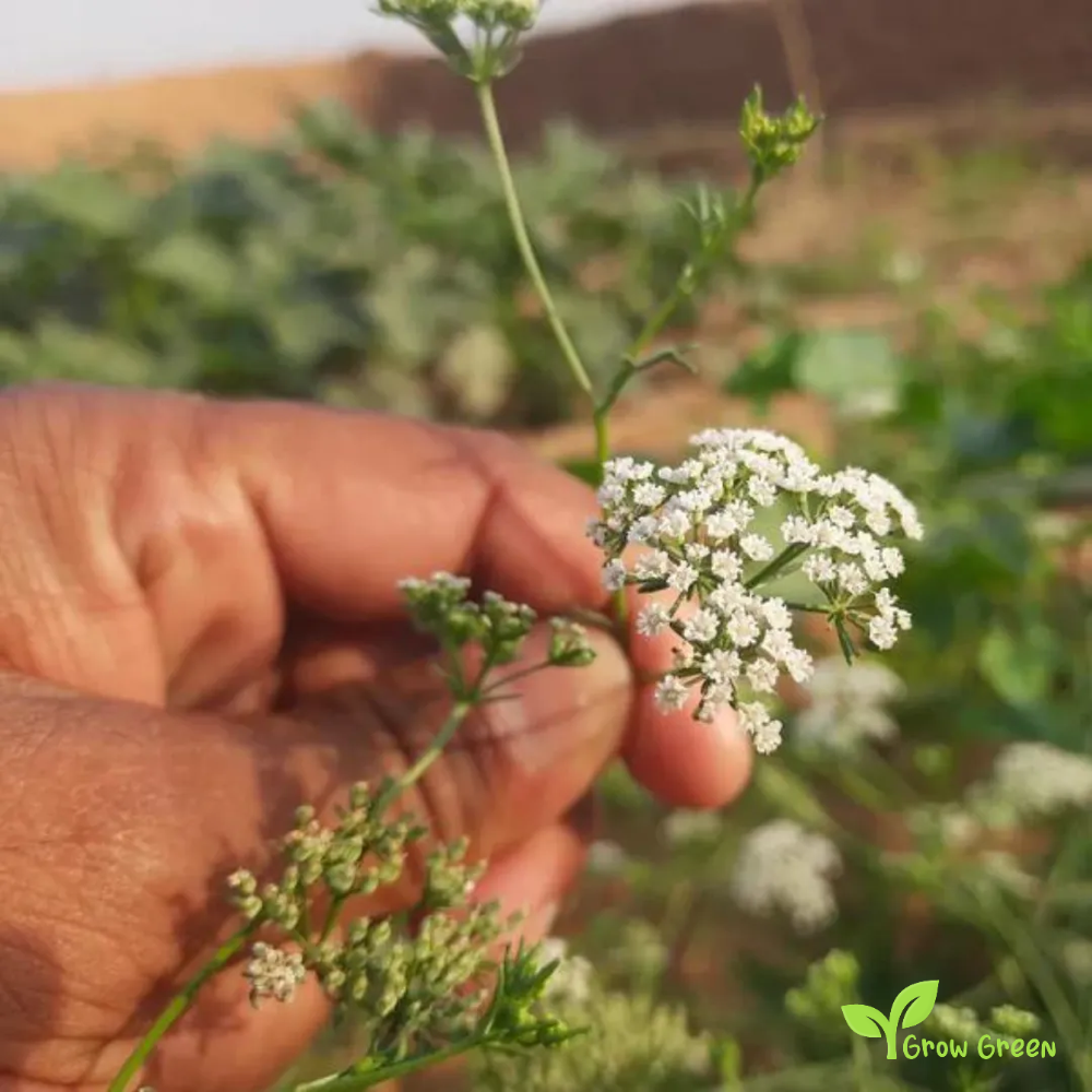 100 seeds of Ajwain - TRACHYSPERMUM AMMI - Carom + GIFT 5 seeds Sunflower
