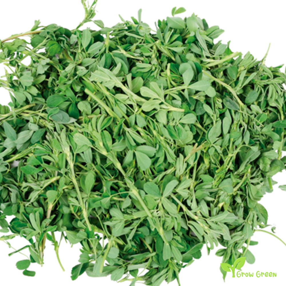100 seeds of Alfalfa - MEDICAGO SATIVA - Plus GIFT 5 seeds of Sunflower