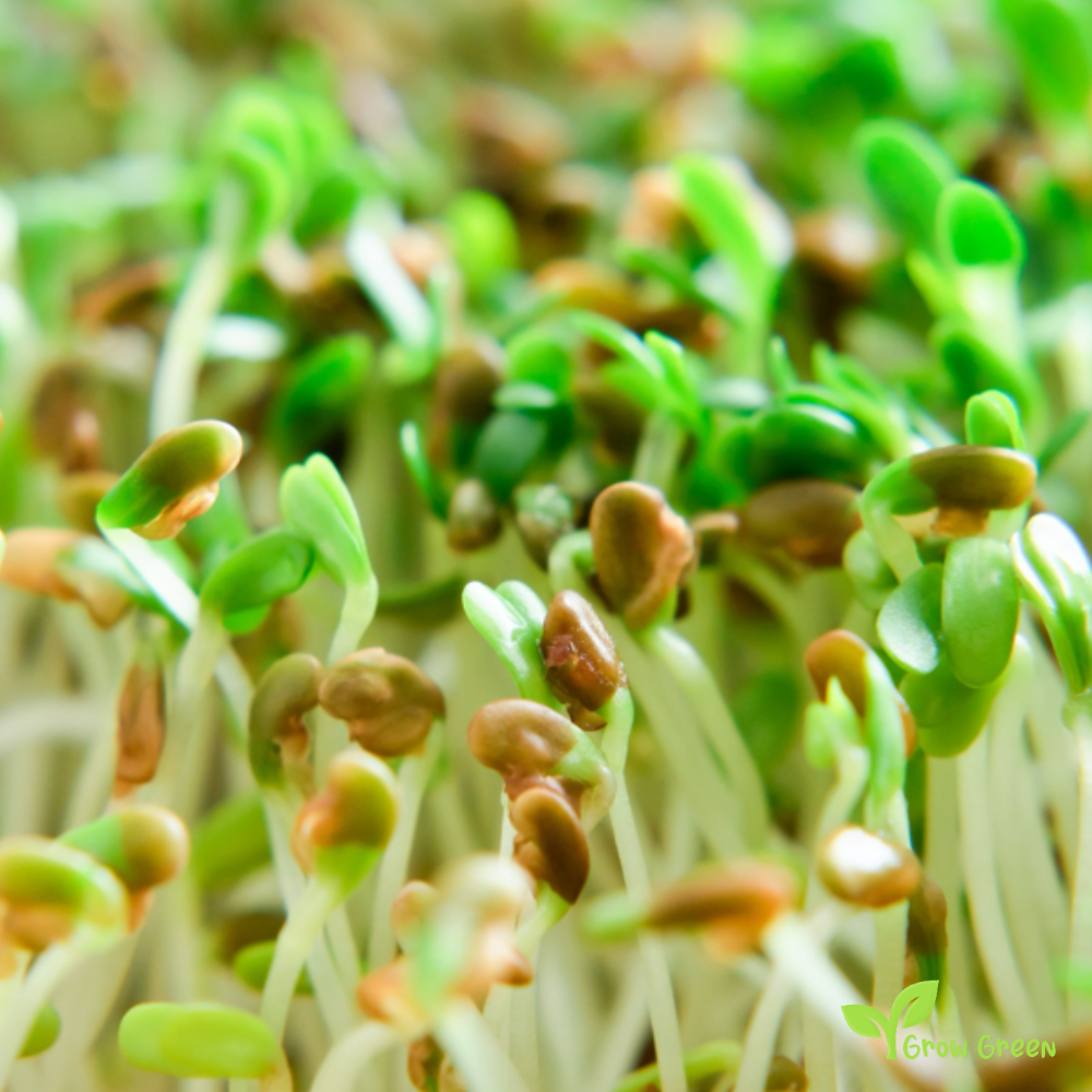 100 seeds of Alfalfa - MEDICAGO SATIVA - Plus GIFT 5 seeds of Sunflower