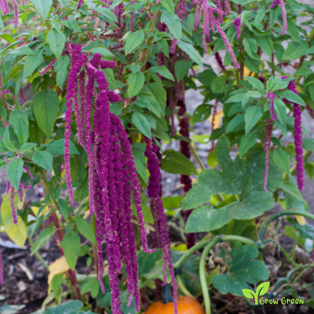 100 seeds of Amaranth - AMARANTHUS - Plus GIFT 5 seeds of Sunflower