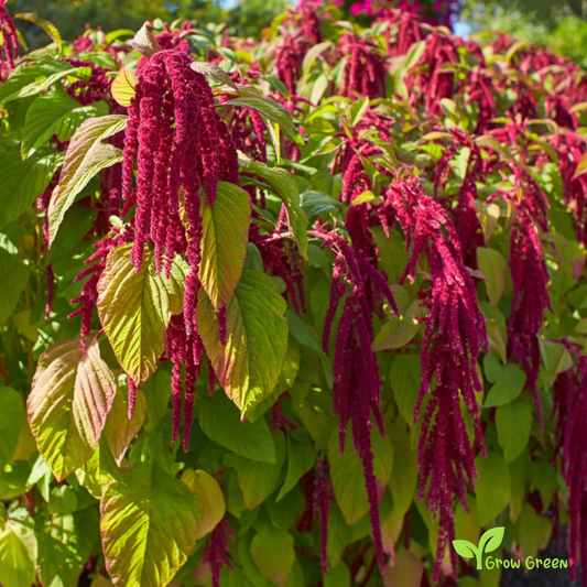 100 seeds of Amaranth - AMARANTHUS - Plus GIFT 5 seeds of Sunflower
