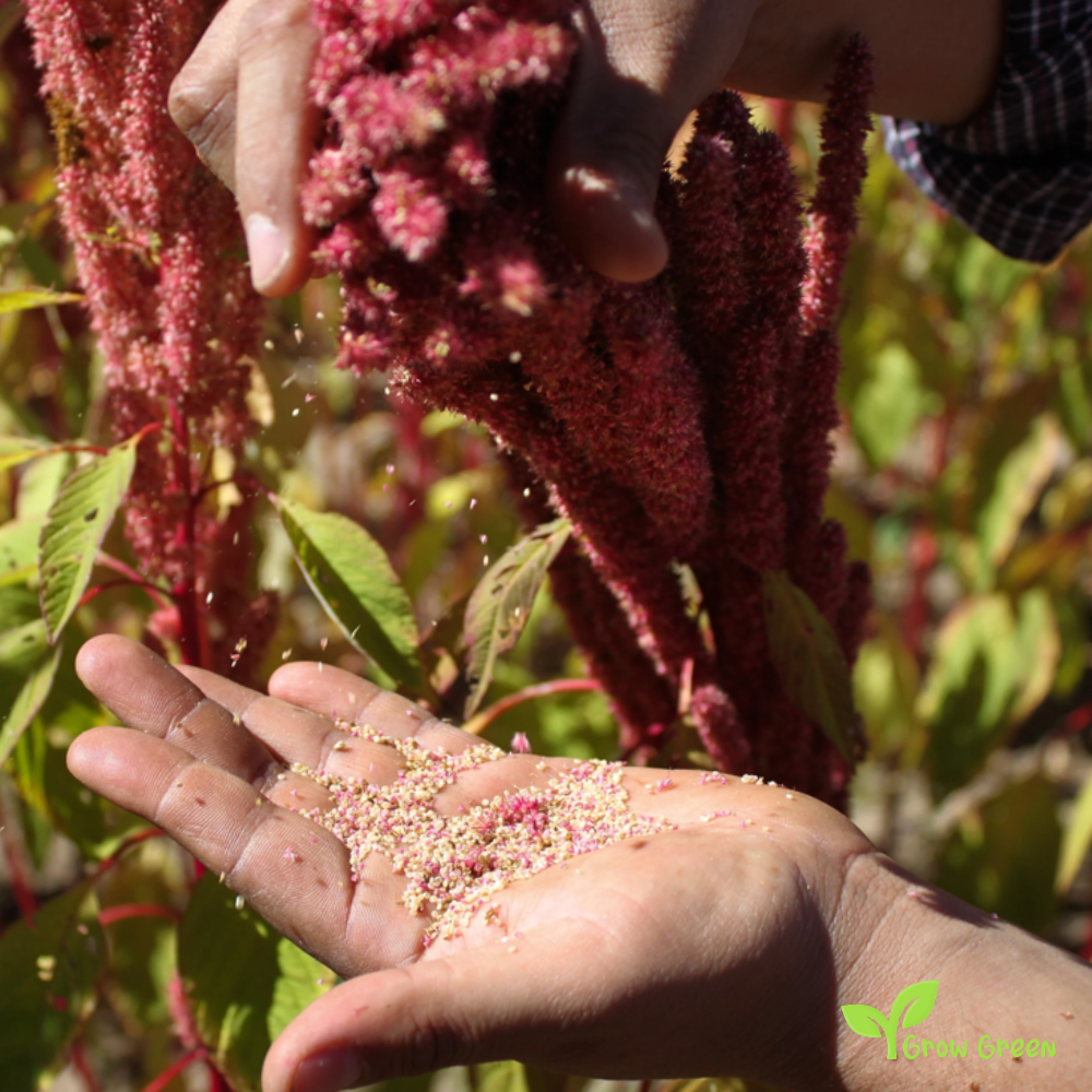 100 seeds of Amaranth - AMARANTHUS - Plus GIFT 5 seeds of Sunflower