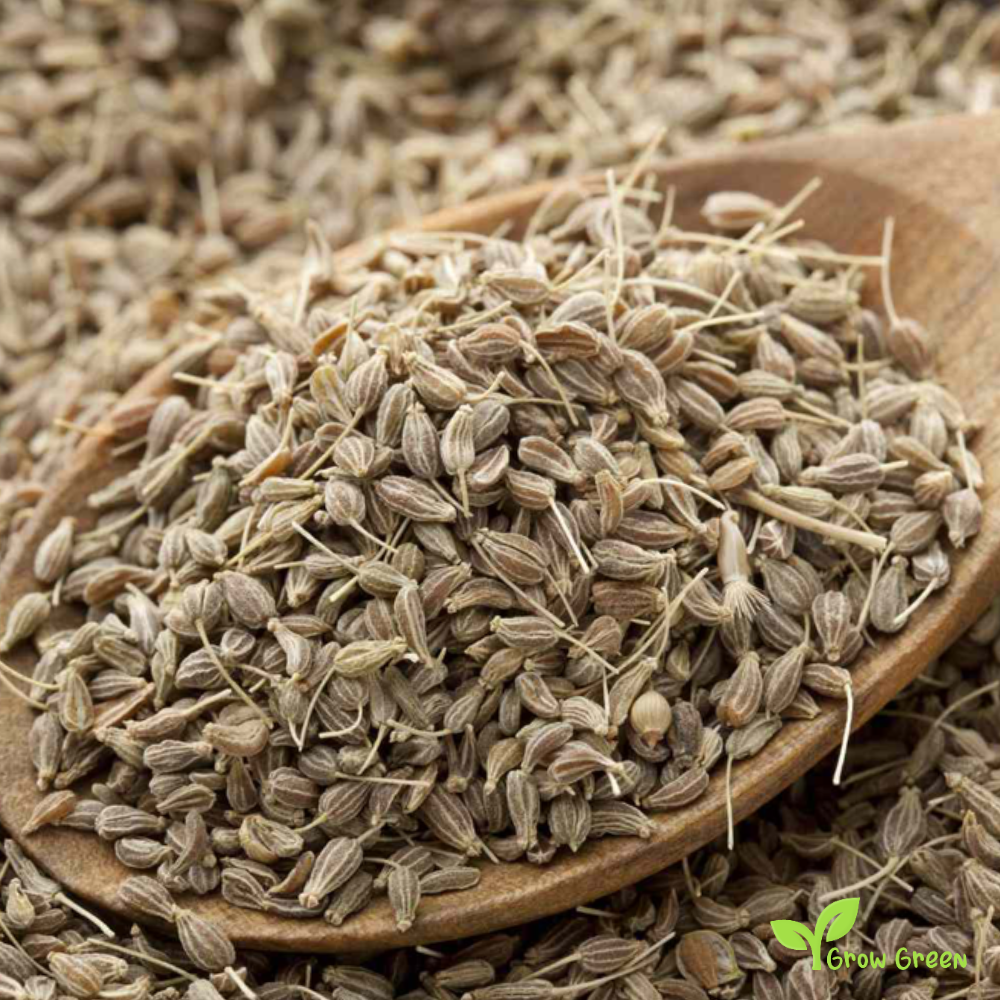 100 seeds of Anise - PIMPINELLA ANISUM - Aniseed Plus GIFT 5 seeds of Sunflower