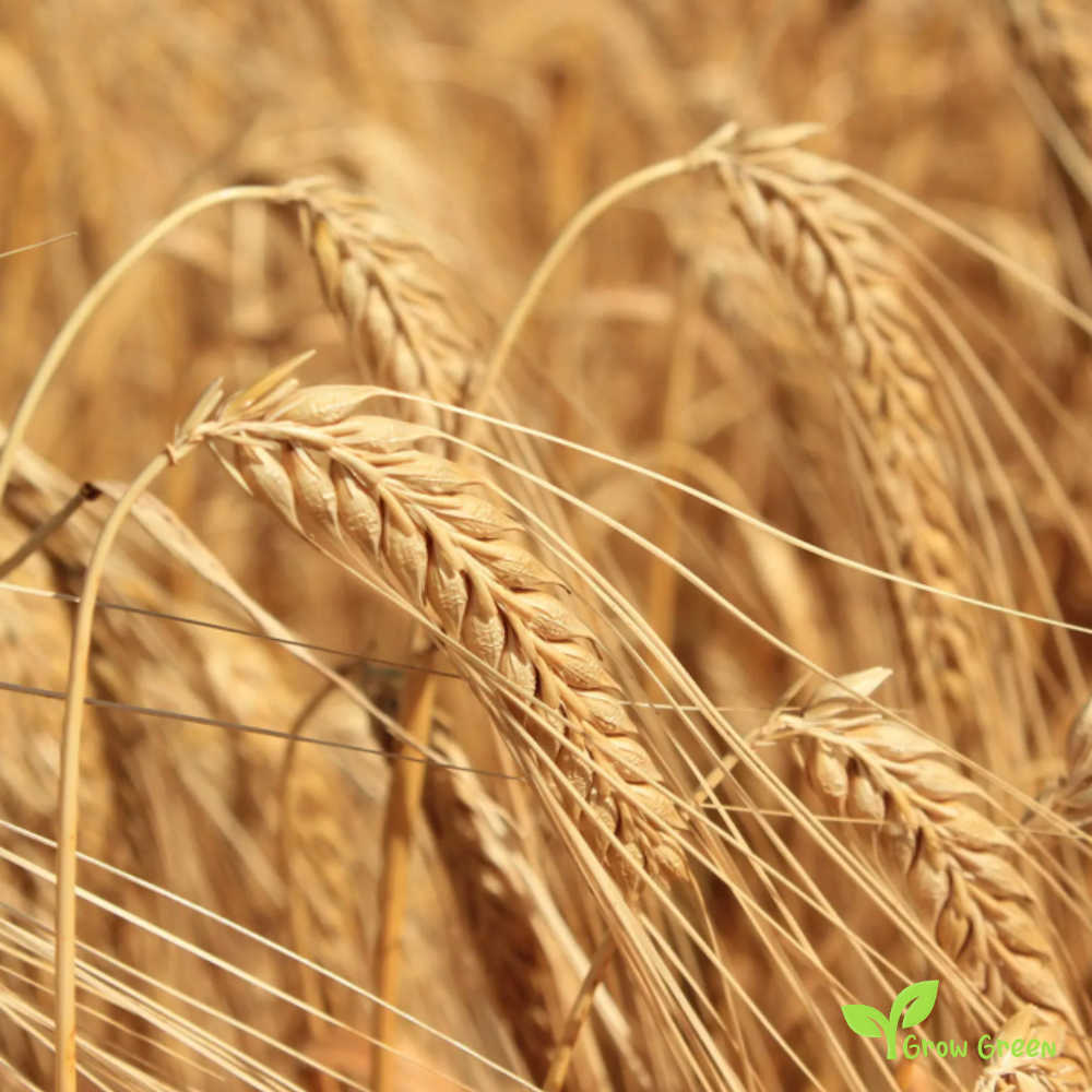 100 seeds of Barley - HORDEUM VULGARE + 5 seeds Sunflower