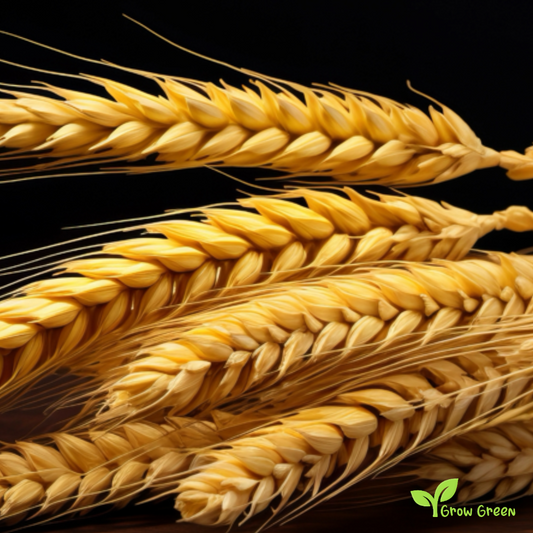 100 seeds of Barley - HORDEUM VULGARE + 5 seeds Sunflower