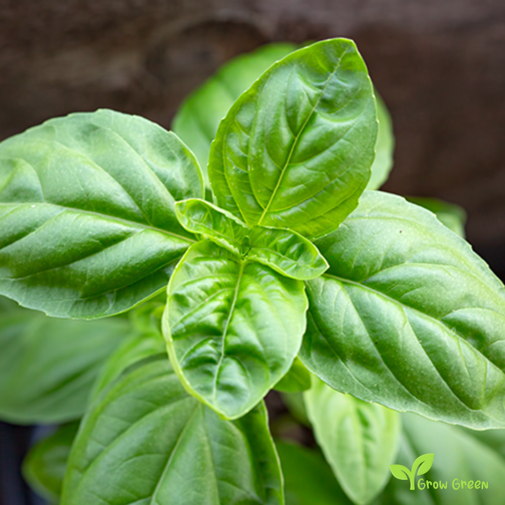 100 seeds of Basil - OCIMUM BASILICUM + 5 seeds of Sunflower