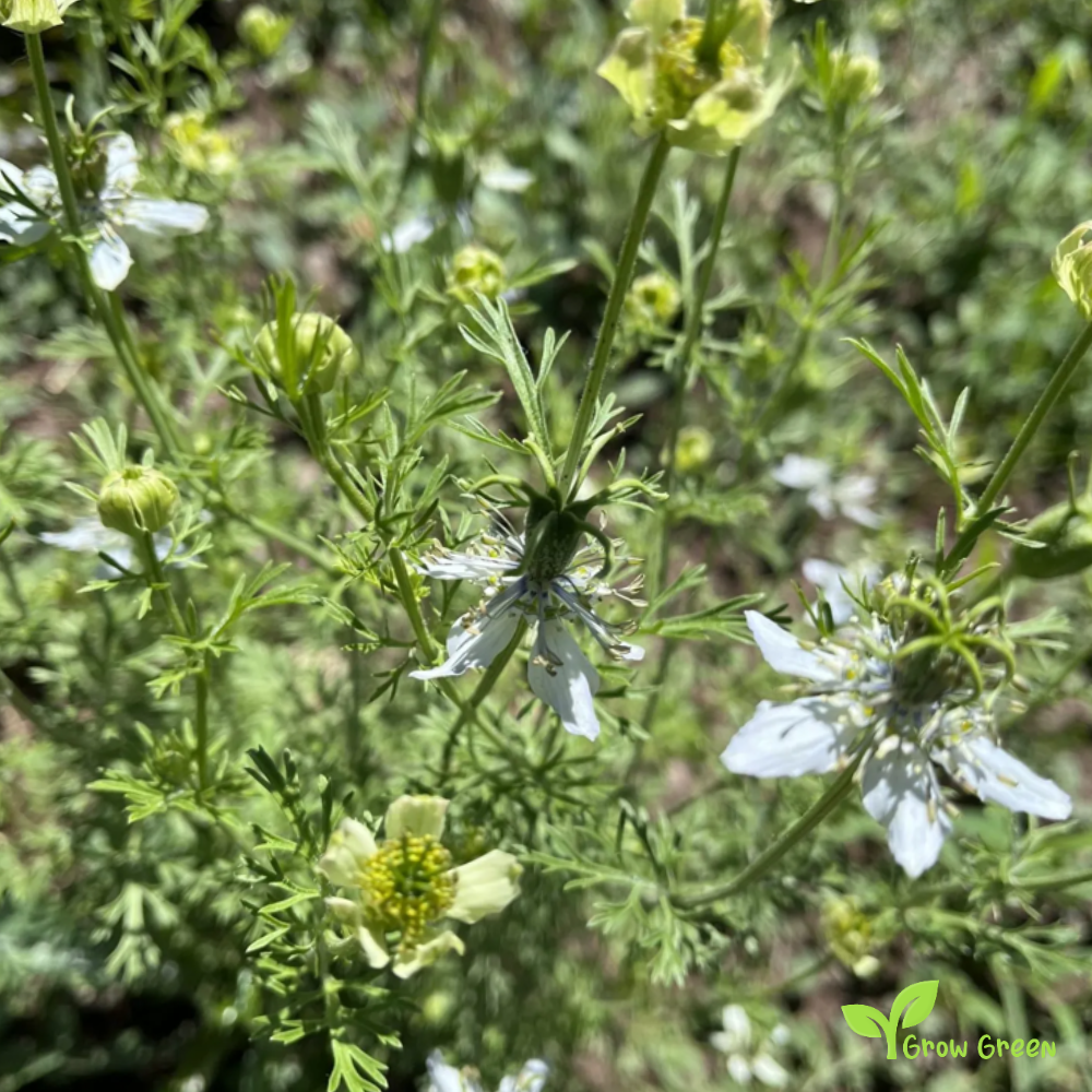 100 seeds of Black Cumin - CUMINUM CYMINUM + 5 seeds of Sunflower