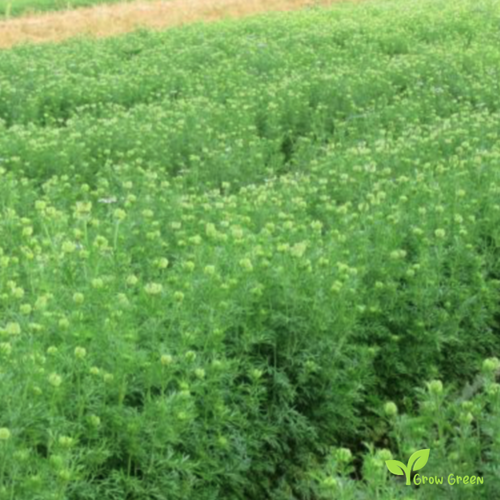 100 seeds of Black Cumin - CUMINUM CYMINUM + 5 seeds of Sunflower