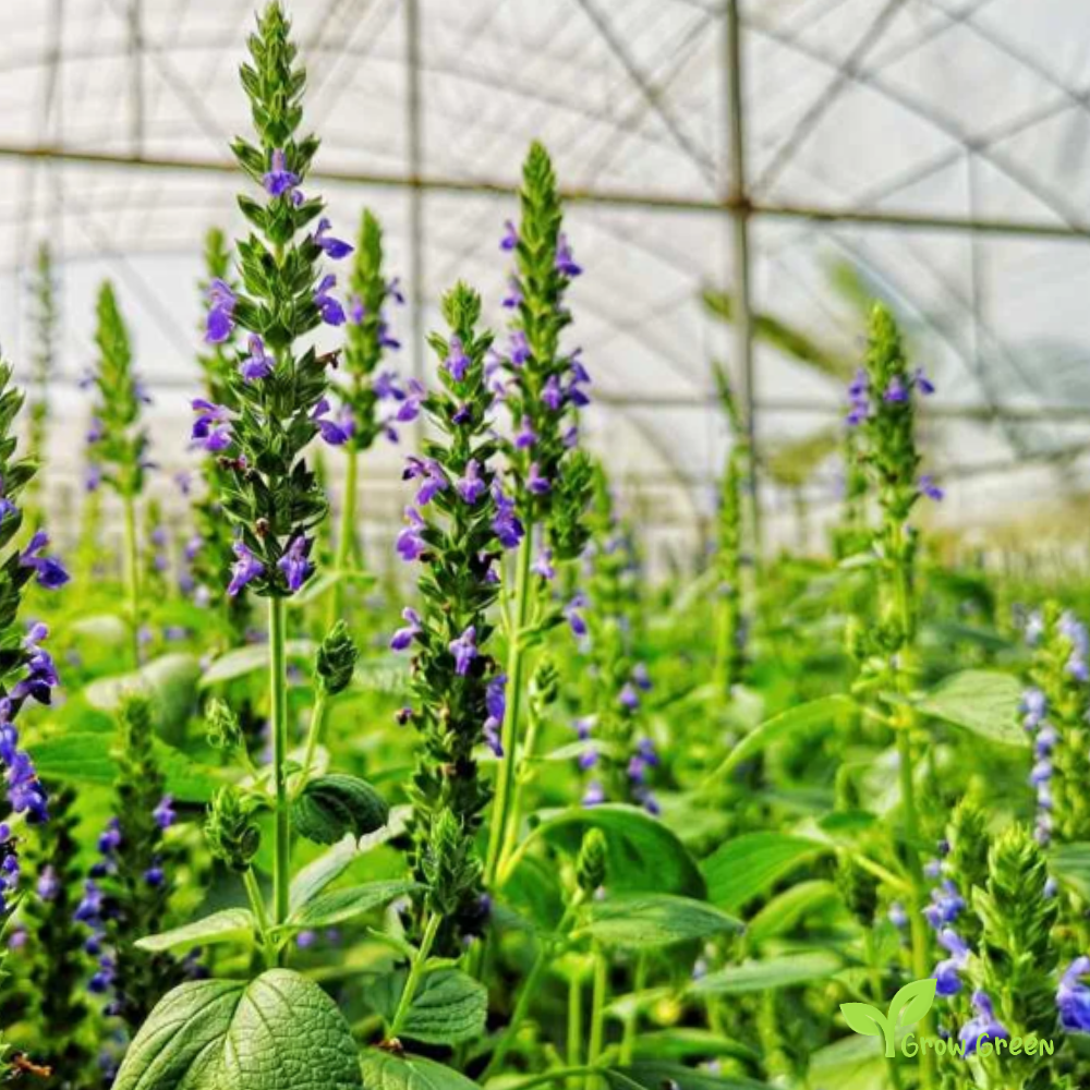 100 seeds of Black Chia - SALVIA HISPANICA + 5 seeds of Sunflower