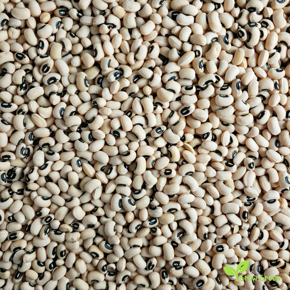 100 seeds of Black Eyed Bean - PHASEOLUS - Goat Pea + 5 seeds of Sunflower