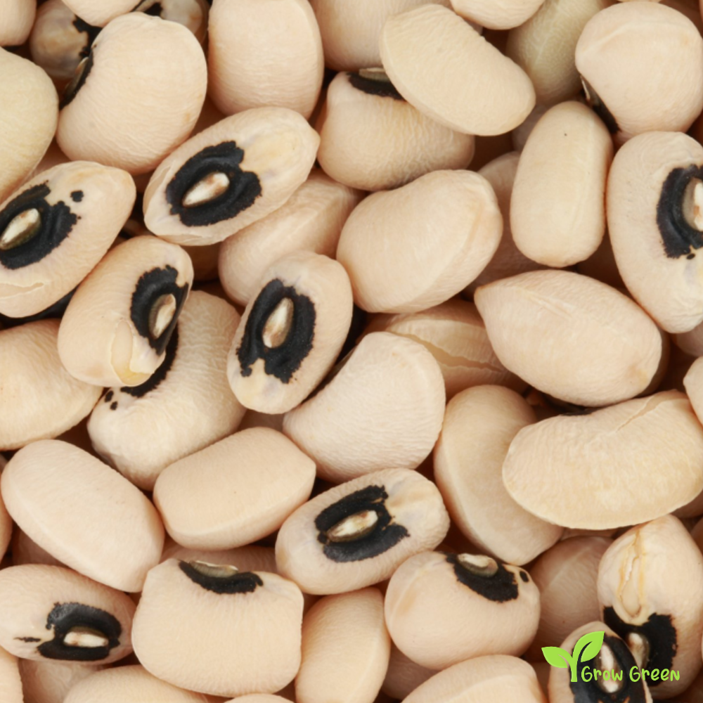 100 seeds of Black Eyed Bean - PHASEOLUS - Goat Pea + 5 seeds of Sunflower