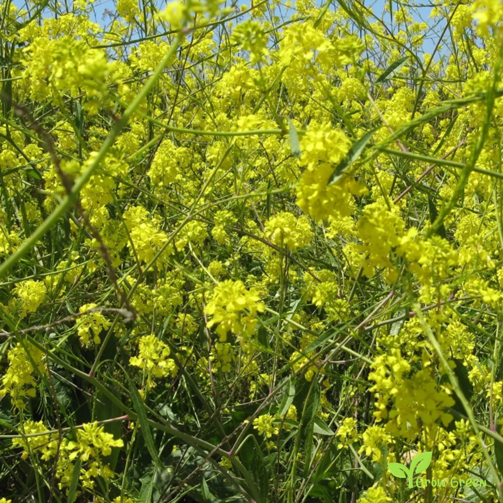 100 seeds of Black Mustard - BRASSICA NIGRA  + 5 seeds of Sunflower