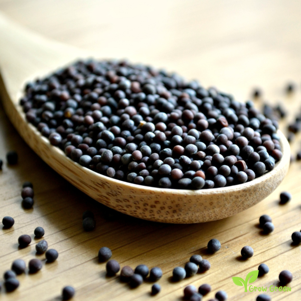 100 seeds of Black Mustard - BRASSICA NIGRA  + 5 seeds of Sunflower