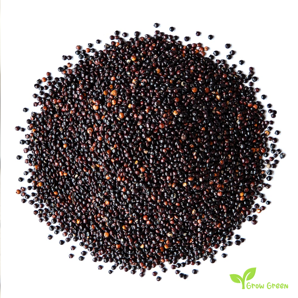 100 seeds of Black Quinoa - CHENOPODIUM QUINOA + 5 seeds of Sunflower