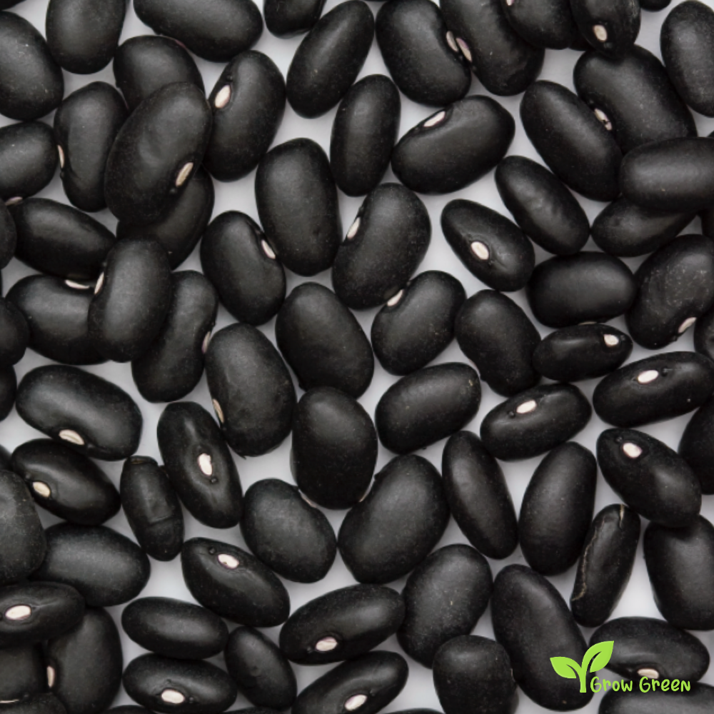 100 seeds of Black Turtle Bean - PHASELOUS VULGARIS + 5 seeds of Sunflower