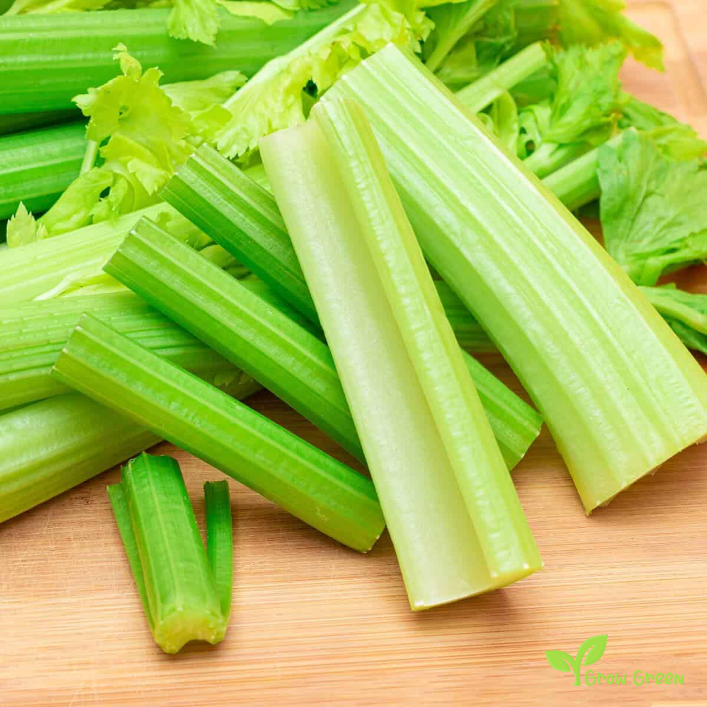 100 seeds of Celery - APIUM GRAVEOLENS - 5 seeds Sunflower