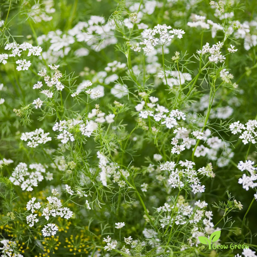 100 seeds of Coriander - CORIANDRUM SATIVUM - Cilantro + GIFT 5 seeds Sunflower