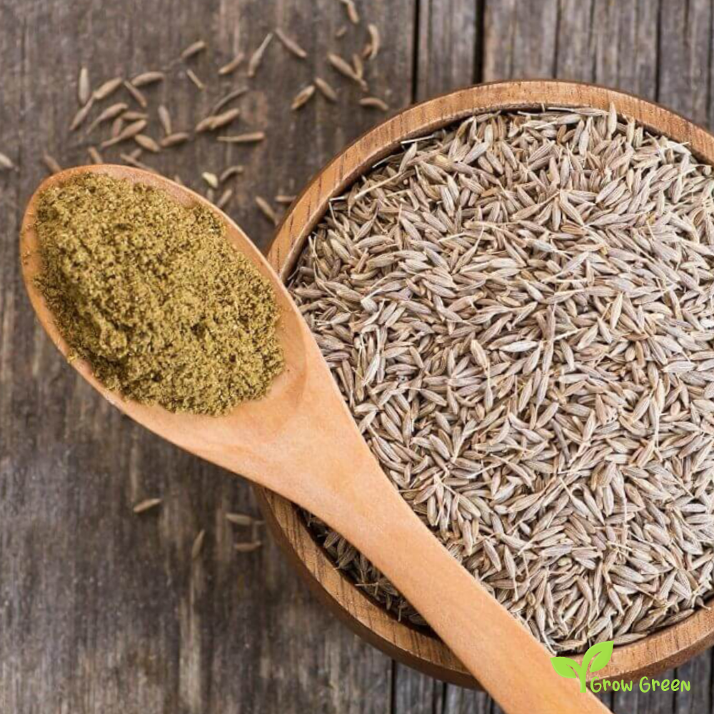 100 seeds of Cumin - CUMINUM CYMINUM + GIFT 5 seeds Sunflower