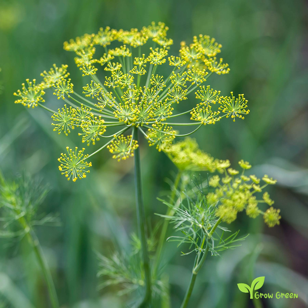 100 seeds of Dill - ANETHUM GRAVEOLENS + GIFT 5 seeds Sunflower