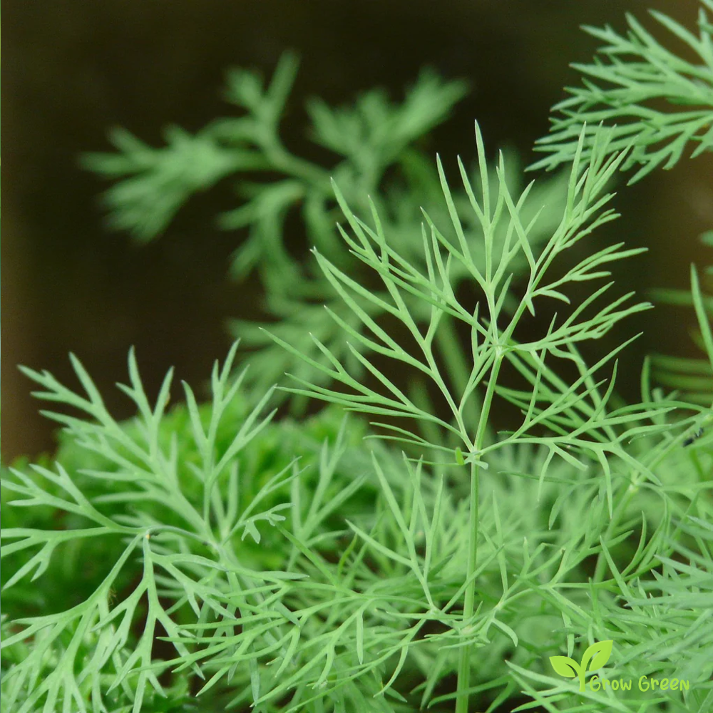 100 seeds of Dill - ANETHUM GRAVEOLENS + GIFT 5 seeds Sunflower