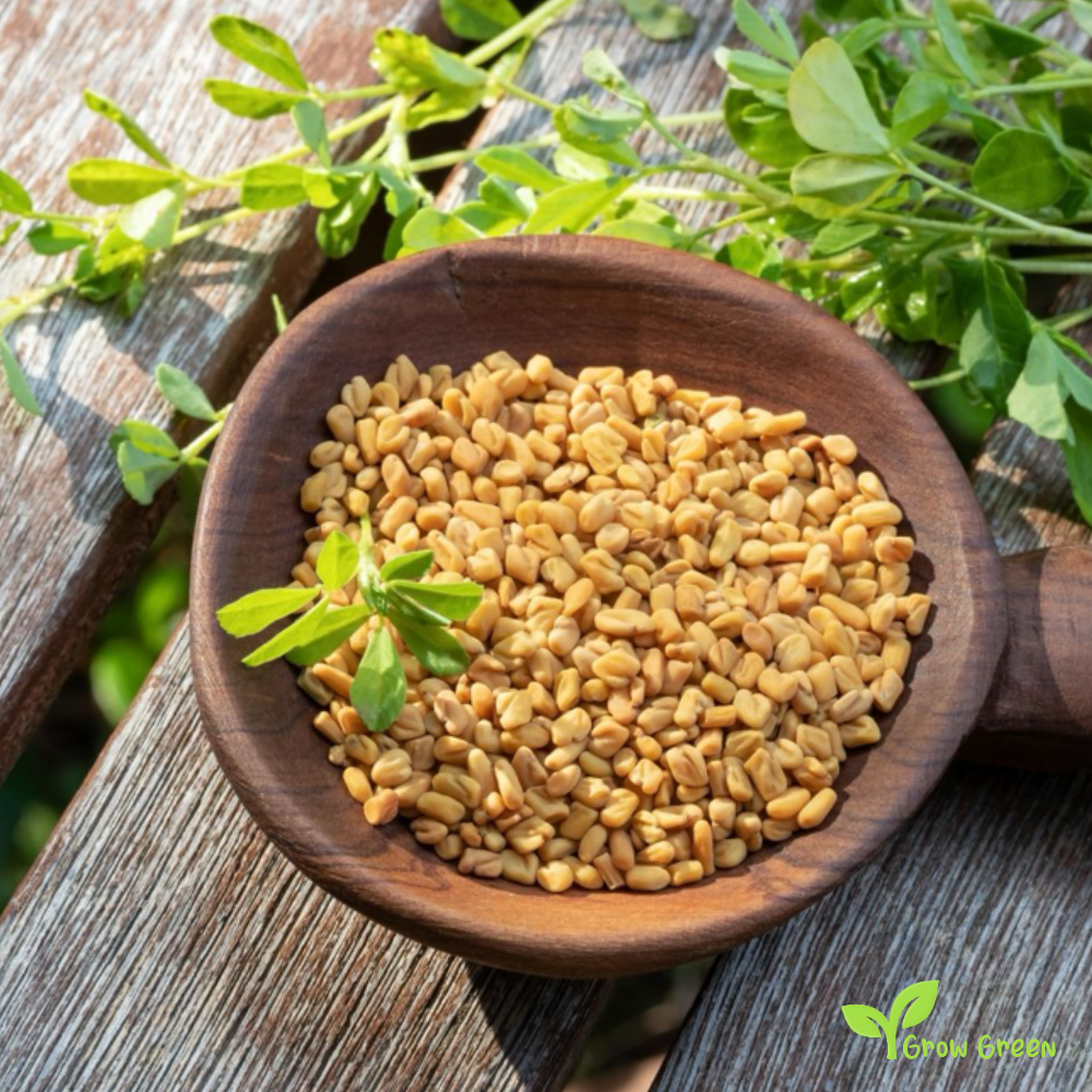 100 seeds of Fenugreek - TRIGONELLA FOENUM GRAECUM + Gift 5 seeds Sunflower