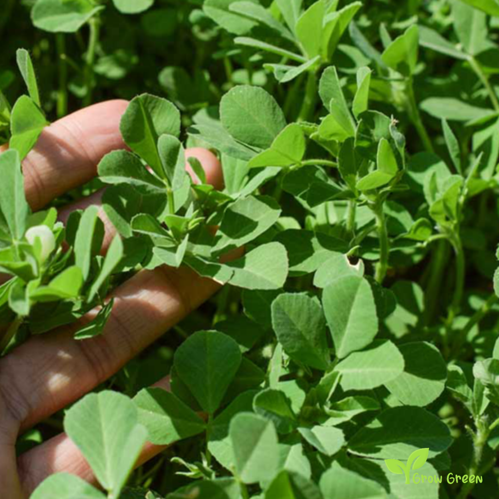 100 seeds of Fenugreek - TRIGONELLA FOENUM GRAECUM + Gift 5 seeds Sunflower