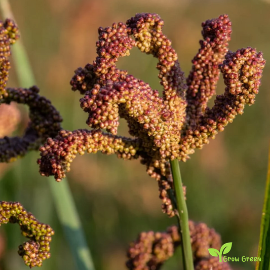 100 seeds of Finger Millet - ELEUSINE CORACANA + Gift 5 seeds Sunflower