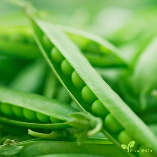 100 seeds of Green Pea - PISUM SATIVUM + Gift 5 seeds Sunflower