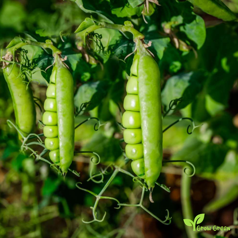 100 seeds of Green Pea - PISUM SATIVUM + Gift 5 seeds Sunflower