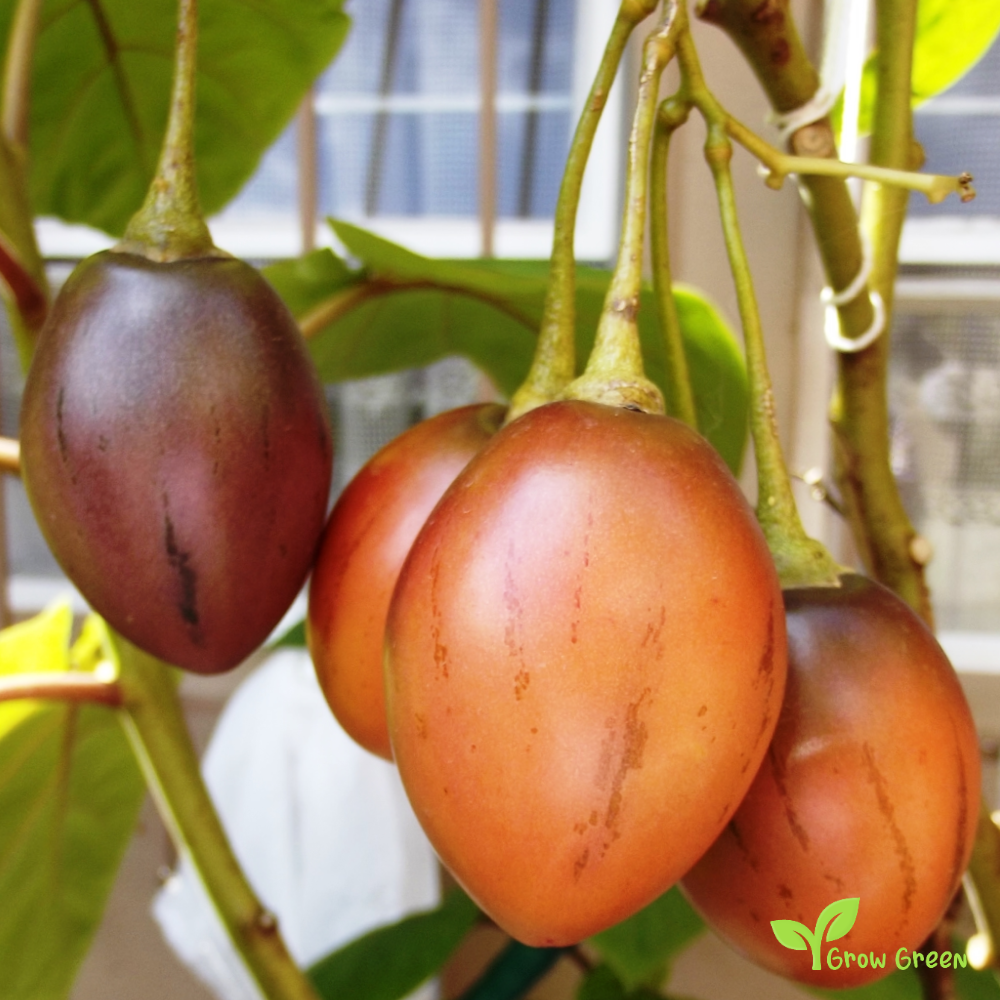 20 seeds of Tamarillo Orange SOLANUM BETACEUM - Tomato Tree + Gift 5 seeds Sunflower