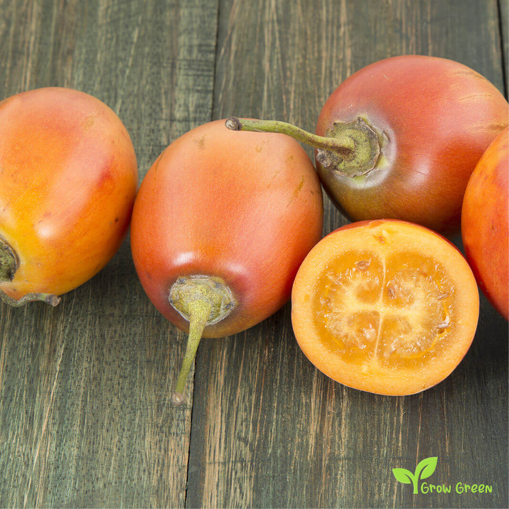 20 seeds of Tamarillo Orange SOLANUM BETACEUM - Tomato Tree + Gift 5 seeds Sunflower