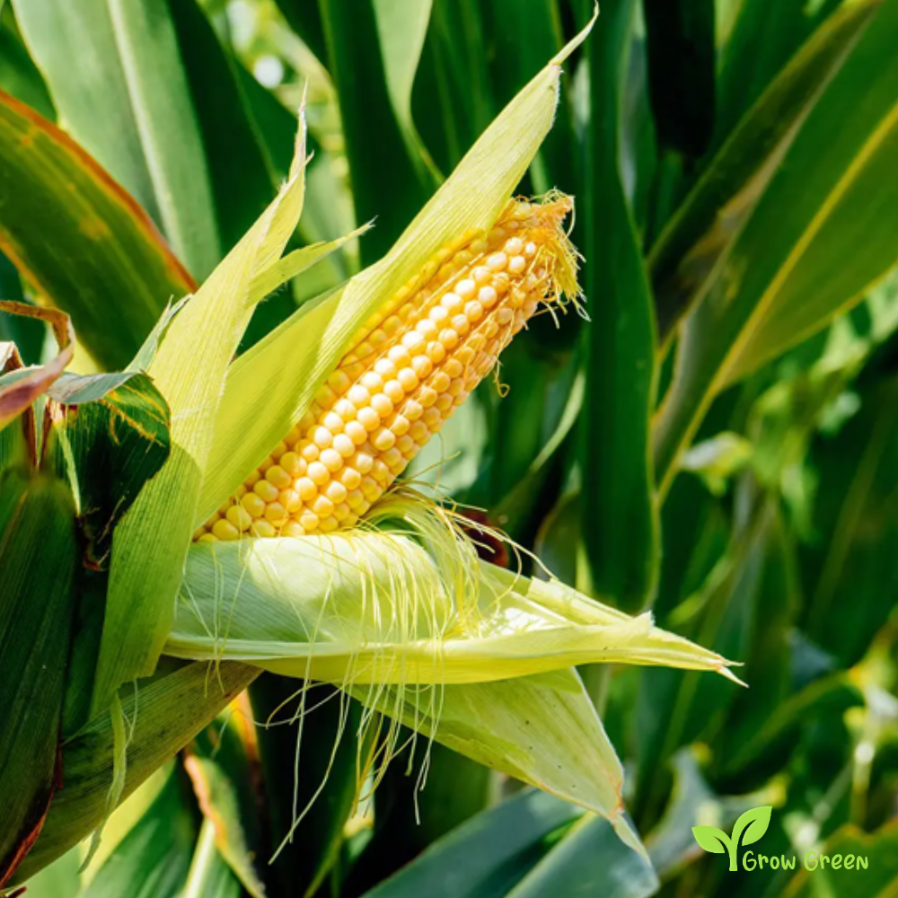 100 seeds of Maize - ZEA MAYS - Corn + Gift 5 seeds Sunflower