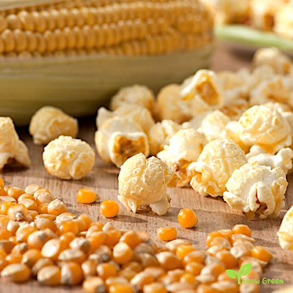 100 seeds of Maize - ZEA MAYS - Corn + Gift 5 seeds Sunflower