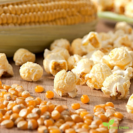 100 seeds of Maize - ZEA MAYS - Corn + Gift 5 seeds Sunflower