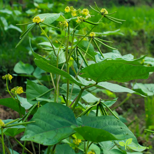 100 seeds of Mung Bean - VIGNA RADIATA - Moong Bean + Gift 5 seeds Sunflower