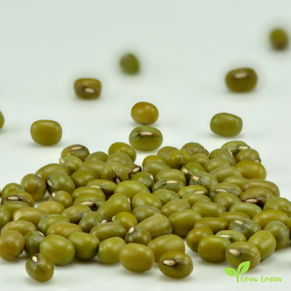 100 seeds of Mung Bean - VIGNA RADIATA - Moong Bean + Gift 5 seeds Sunflower