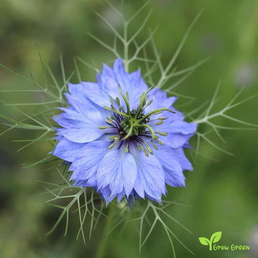 100 seeds of Nigella - NIGELLA DAMASCENA - Love In A Mist GIFT 5 seeds Sunflower