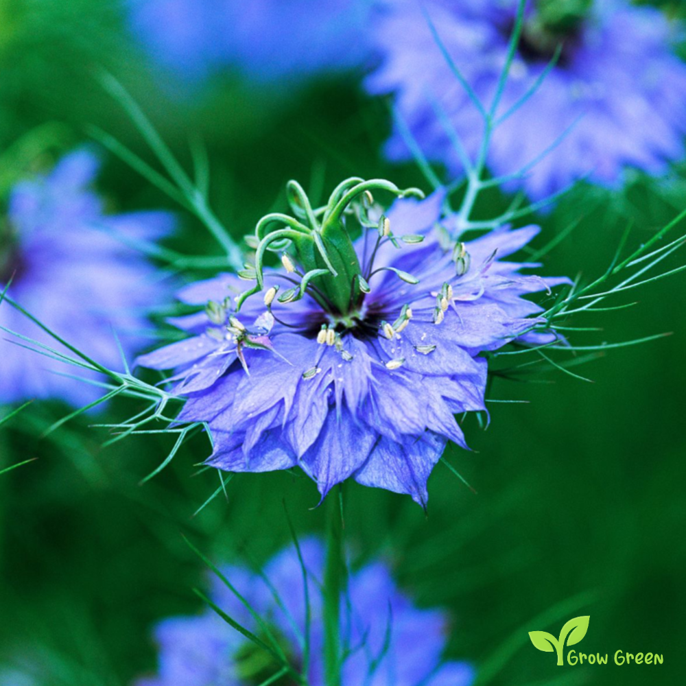 100 seeds of Nigella - NIGELLA DAMASCENA - Love In A Mist GIFT 5 seeds Sunflower