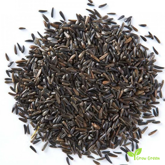 100 seeds of Niger Seed - GUIZOTIA ABYSSINICA - Noog Nug + Gift 5 seeds Sunflower