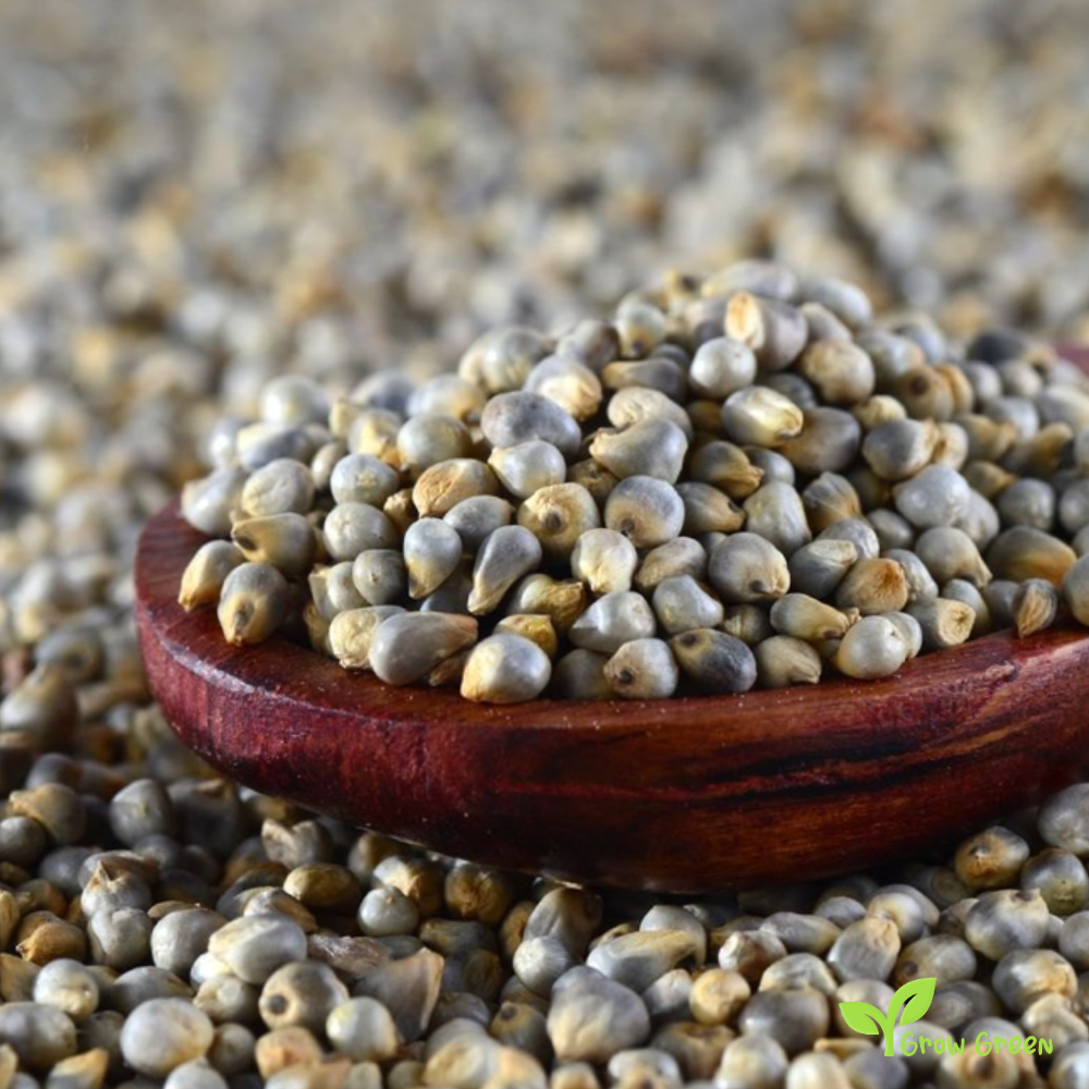 100 seeds of Pearl Millet - PENNISETUM GLAUCUM + GIFT 5 seeds Sunflower